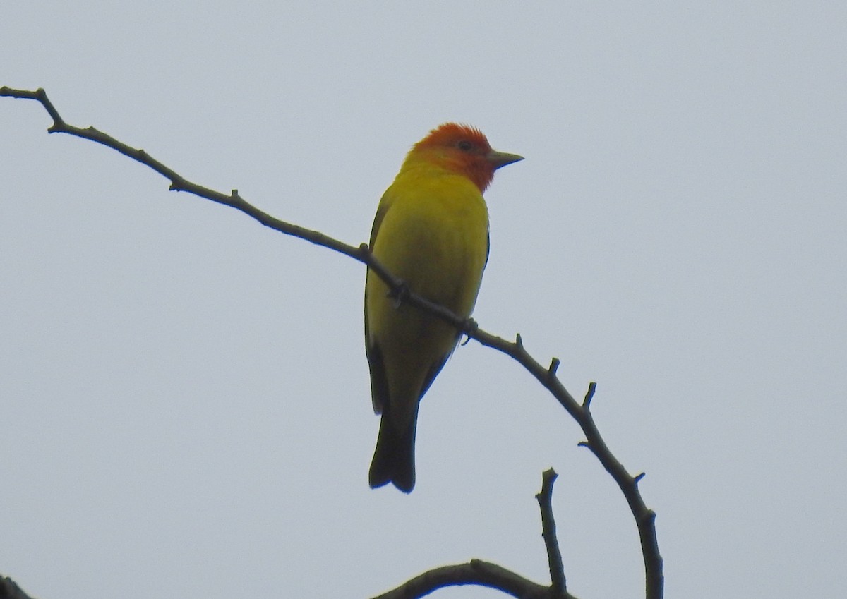 Western Tanager - Robert Raffel