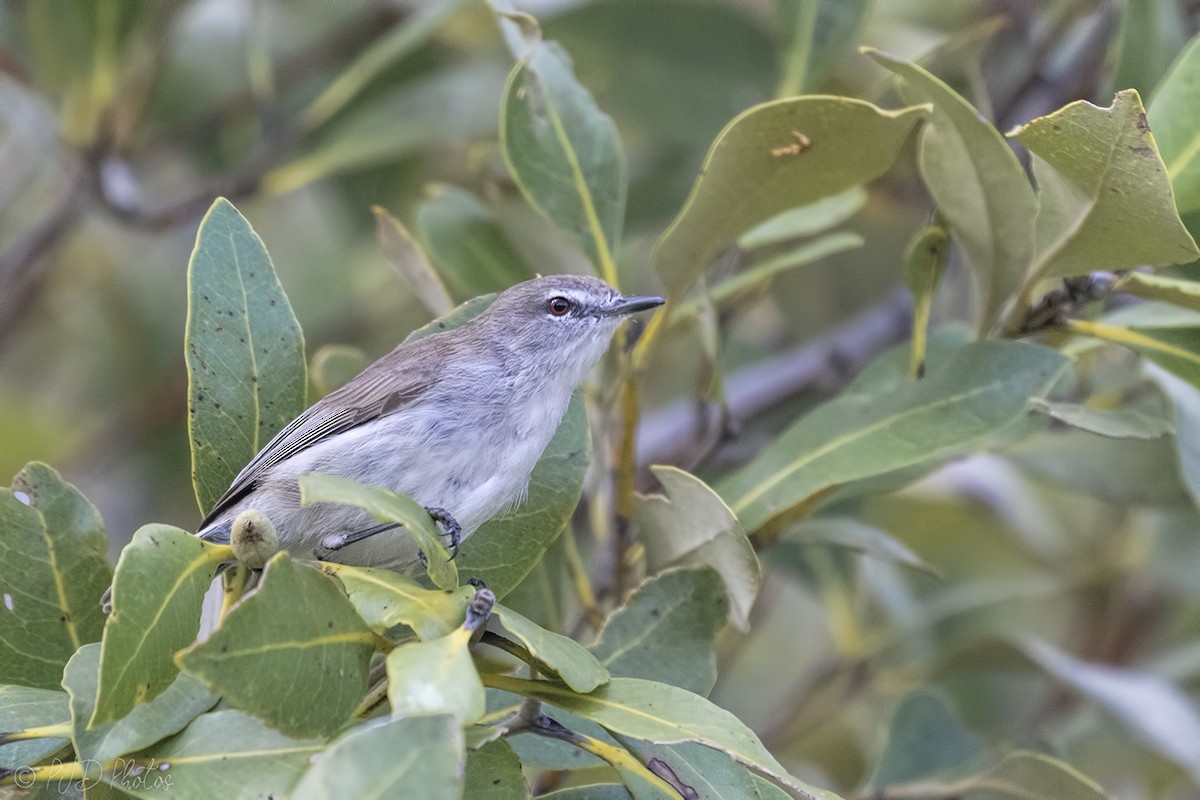 Mangrove Gerygone - ML152455151
