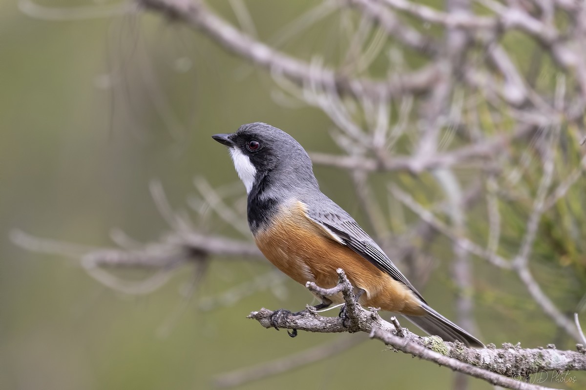 Rufous Whistler - ML152455171