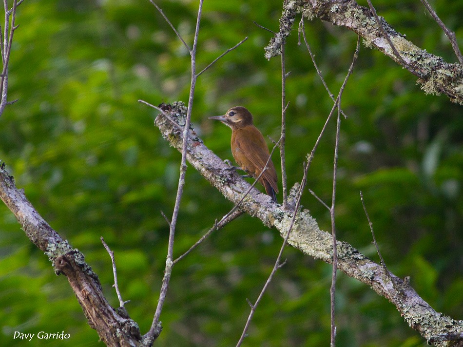 Smoky-brown Woodpecker - Davy Garrido