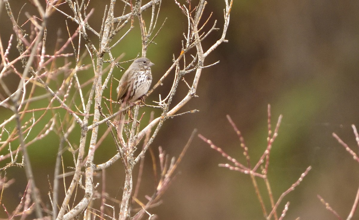 Fox Sparrow - ML152456631