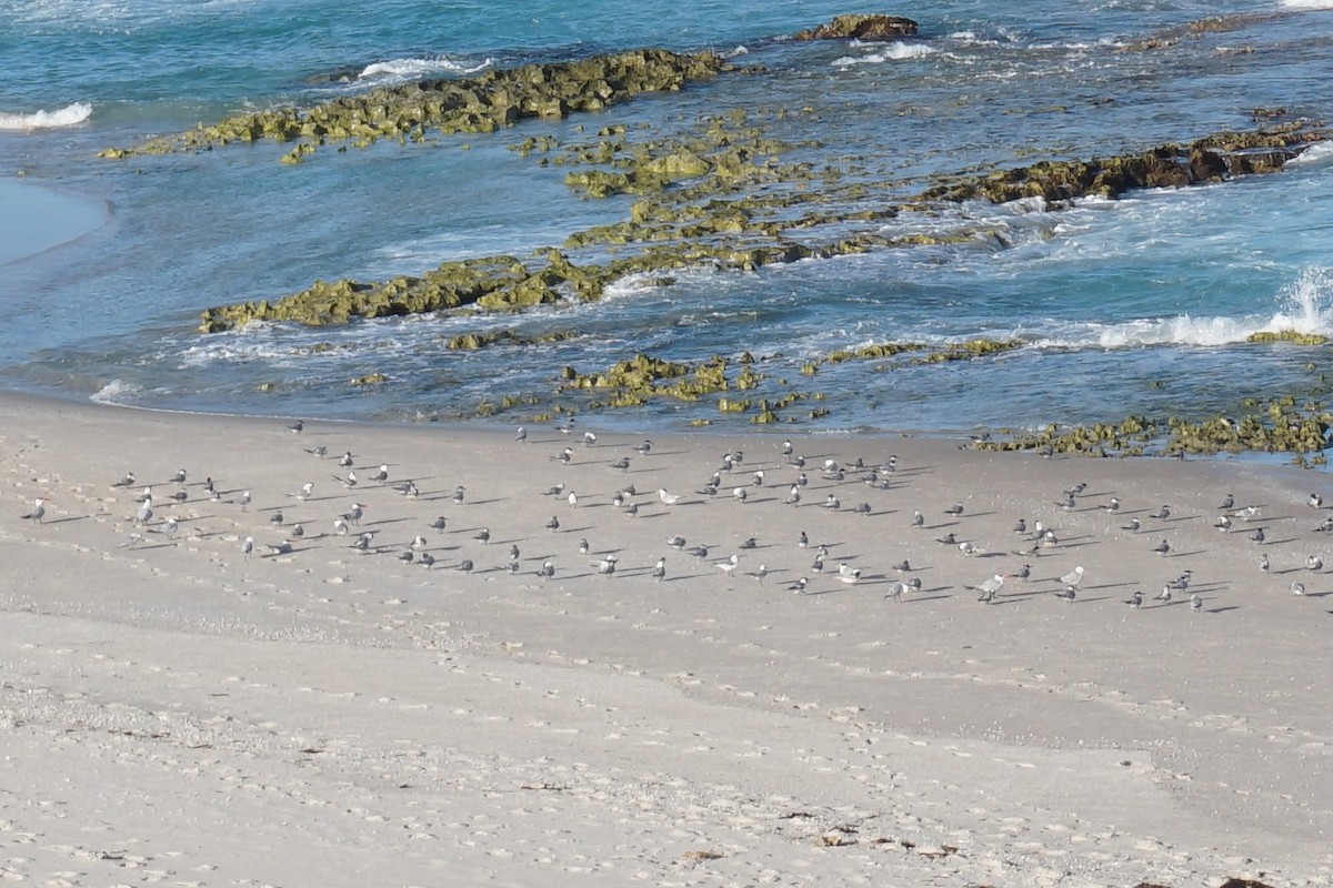 Caspian Tern - ML152456681