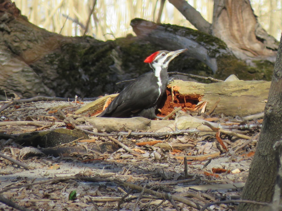 Pileated Woodpecker - ML152457081