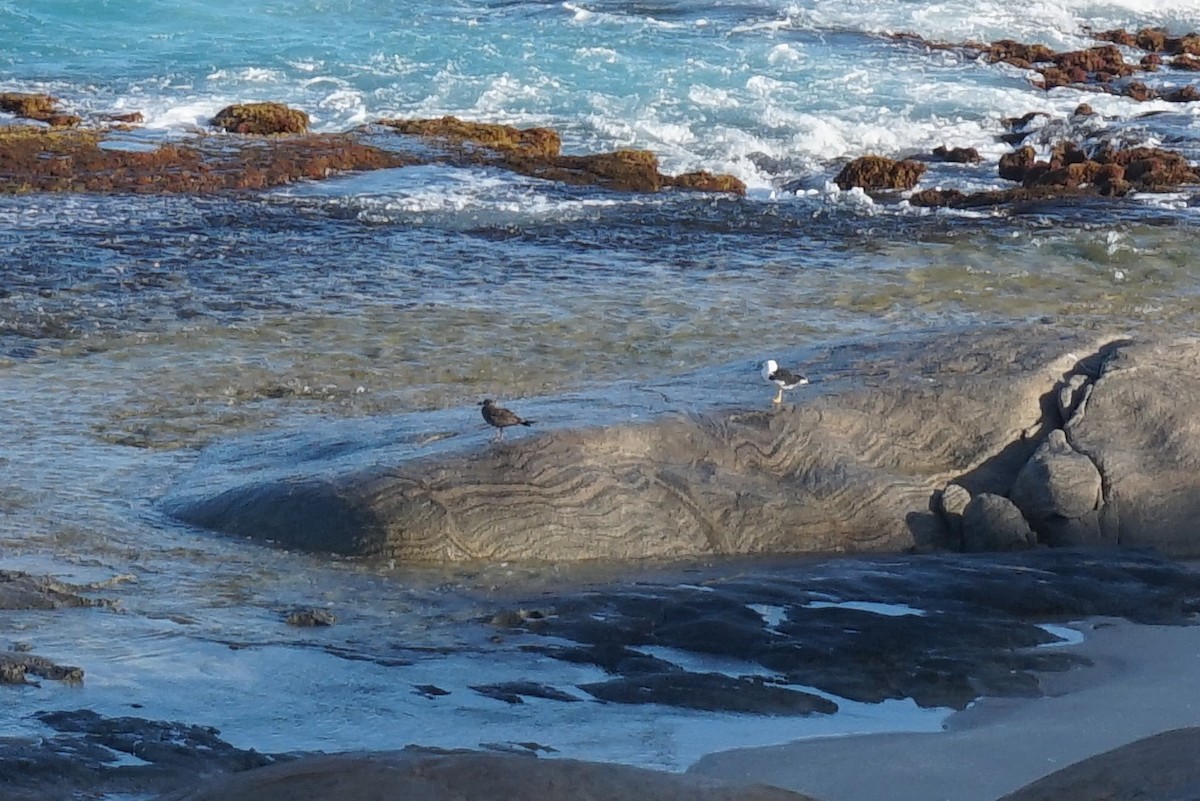 Gaviota de Tasmania - ML152457191