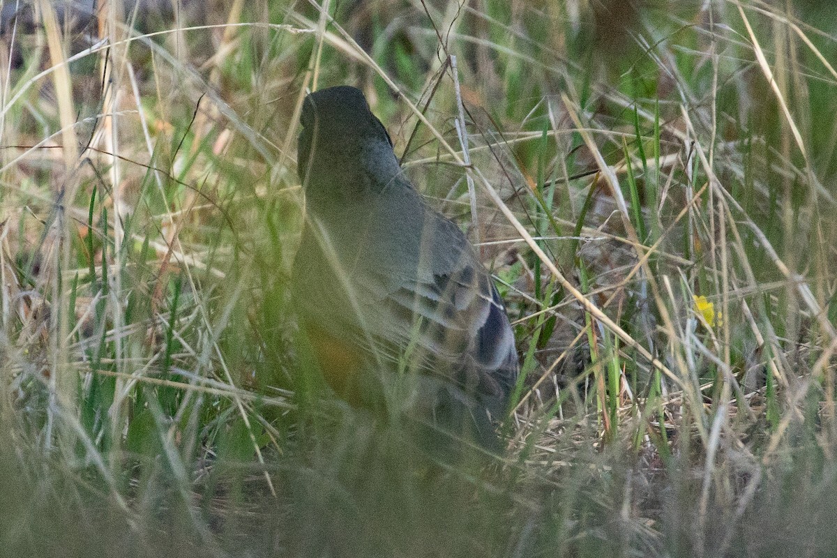 American Robin - ML152457311