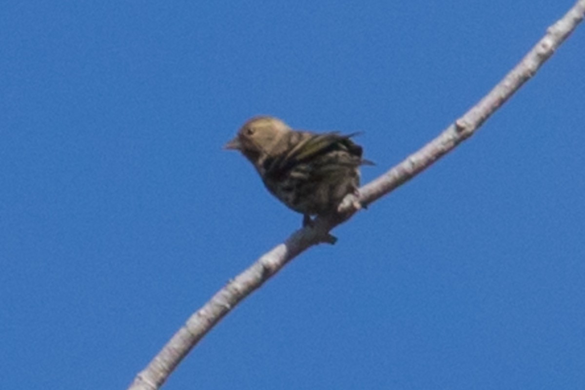 Pine Siskin - ML152457401