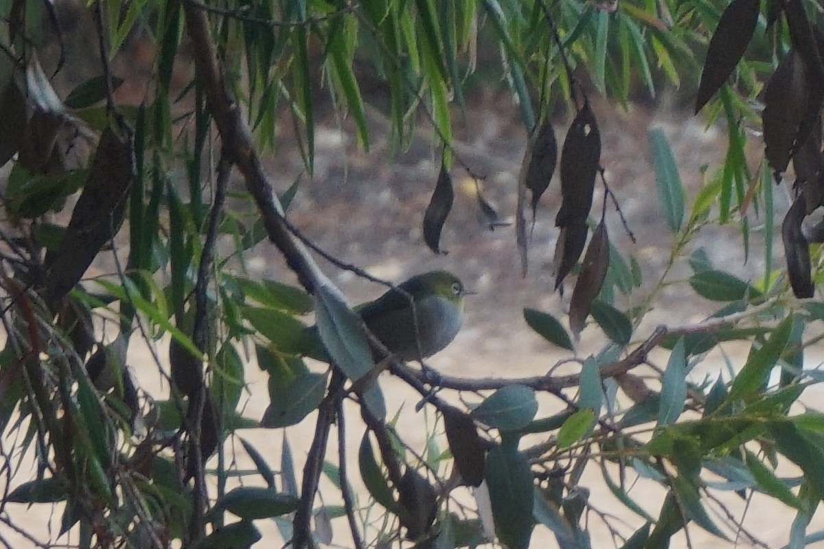 Silvereye - ML152457441