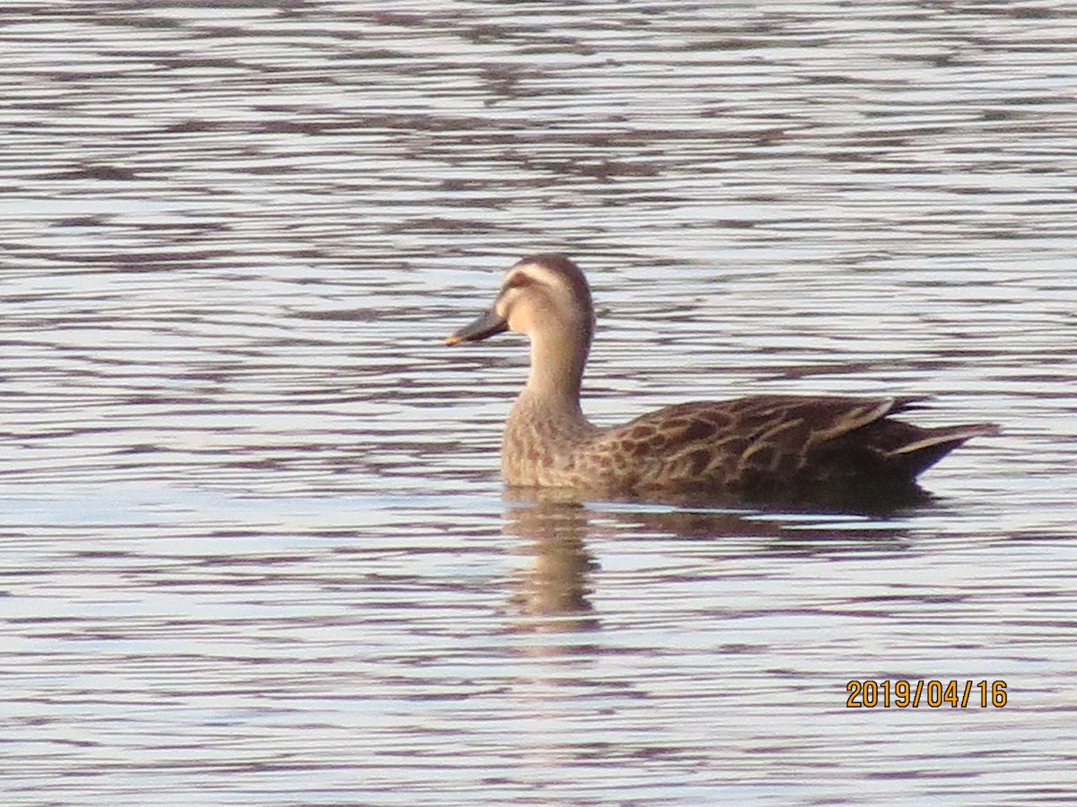 Eastern Spot-billed Duck - 祥榮 李