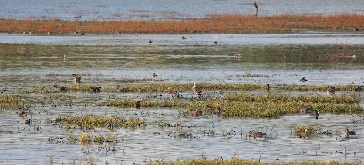 Freckled Duck - ML152457921