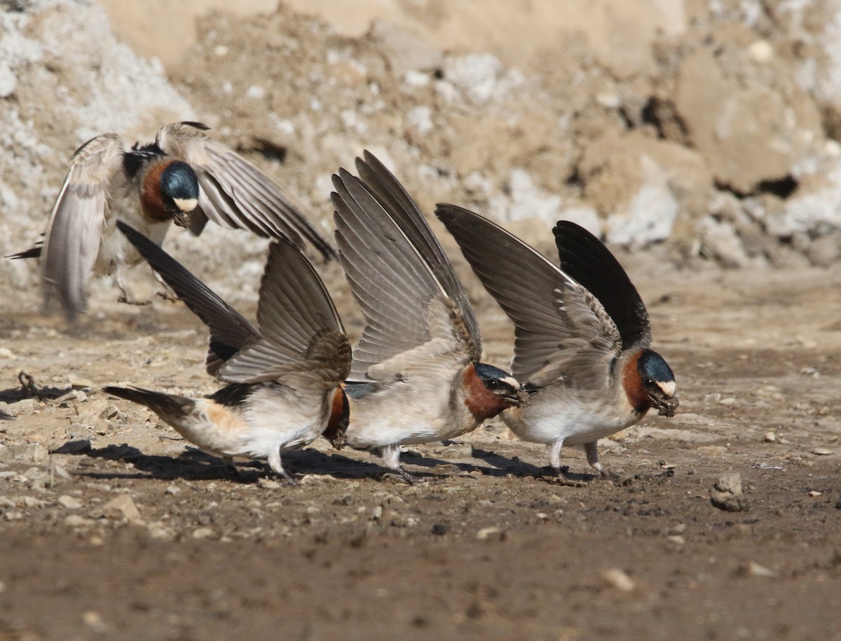 Cliff Swallow - Pair of Wing-Nuts