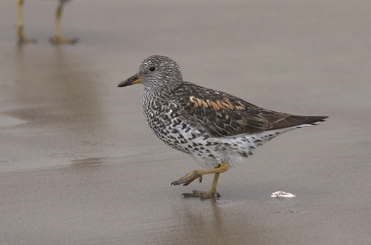 Surfbird - ML152458851