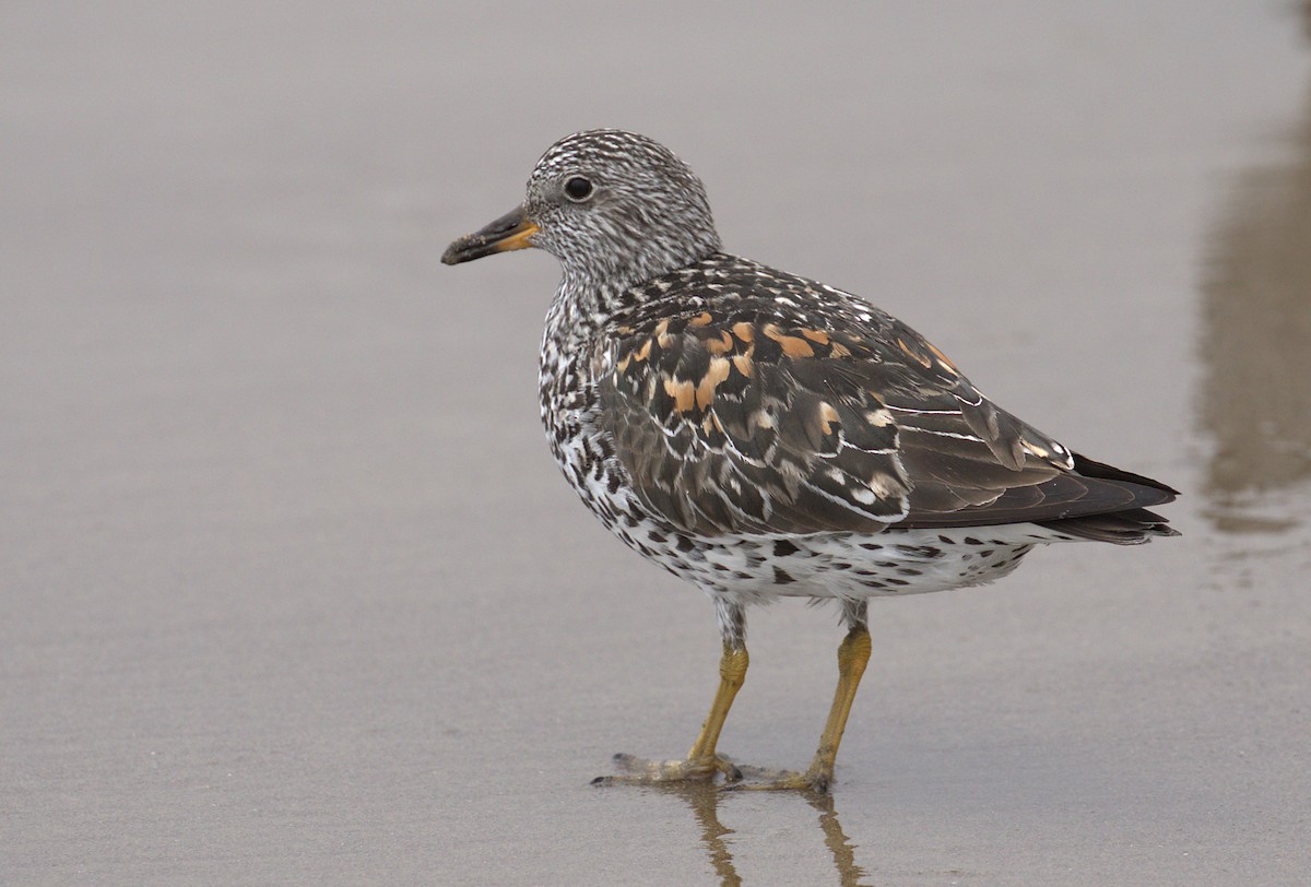 Surfbird - ML152459111