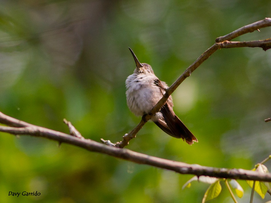 Wedge-tailed Sabrewing - Davy Garrido