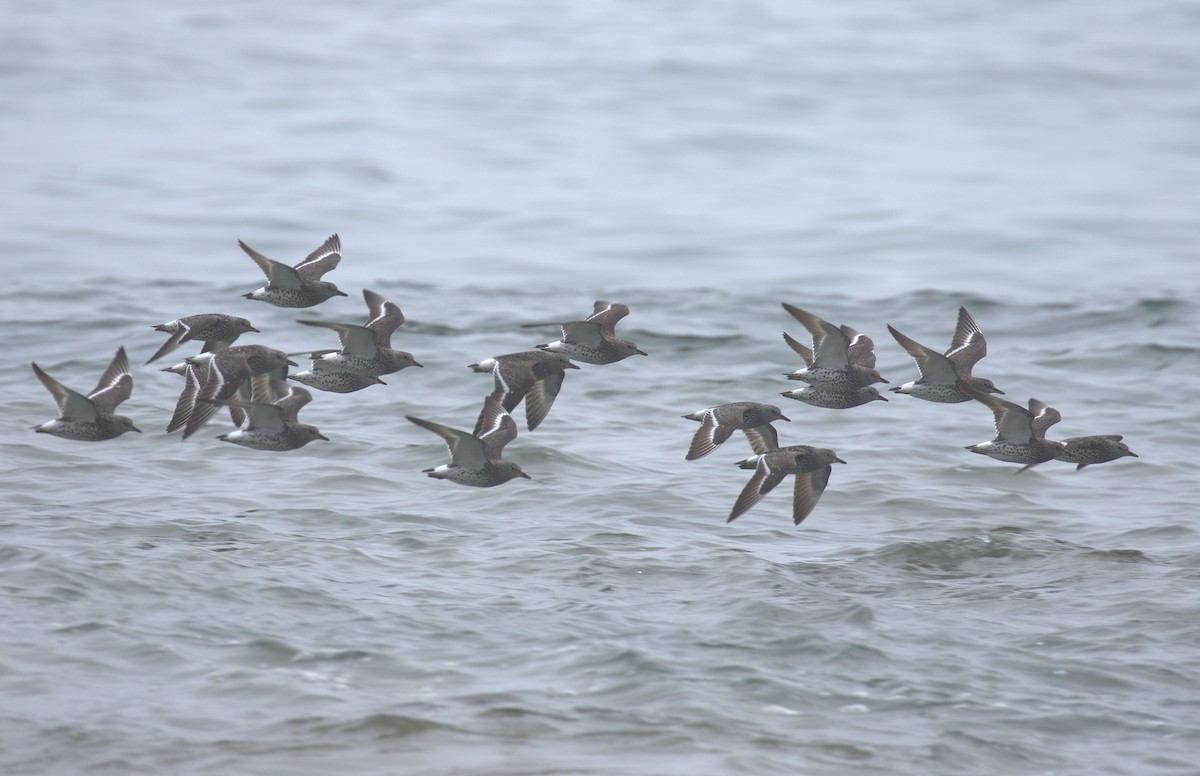 Surfbird - ML152459671