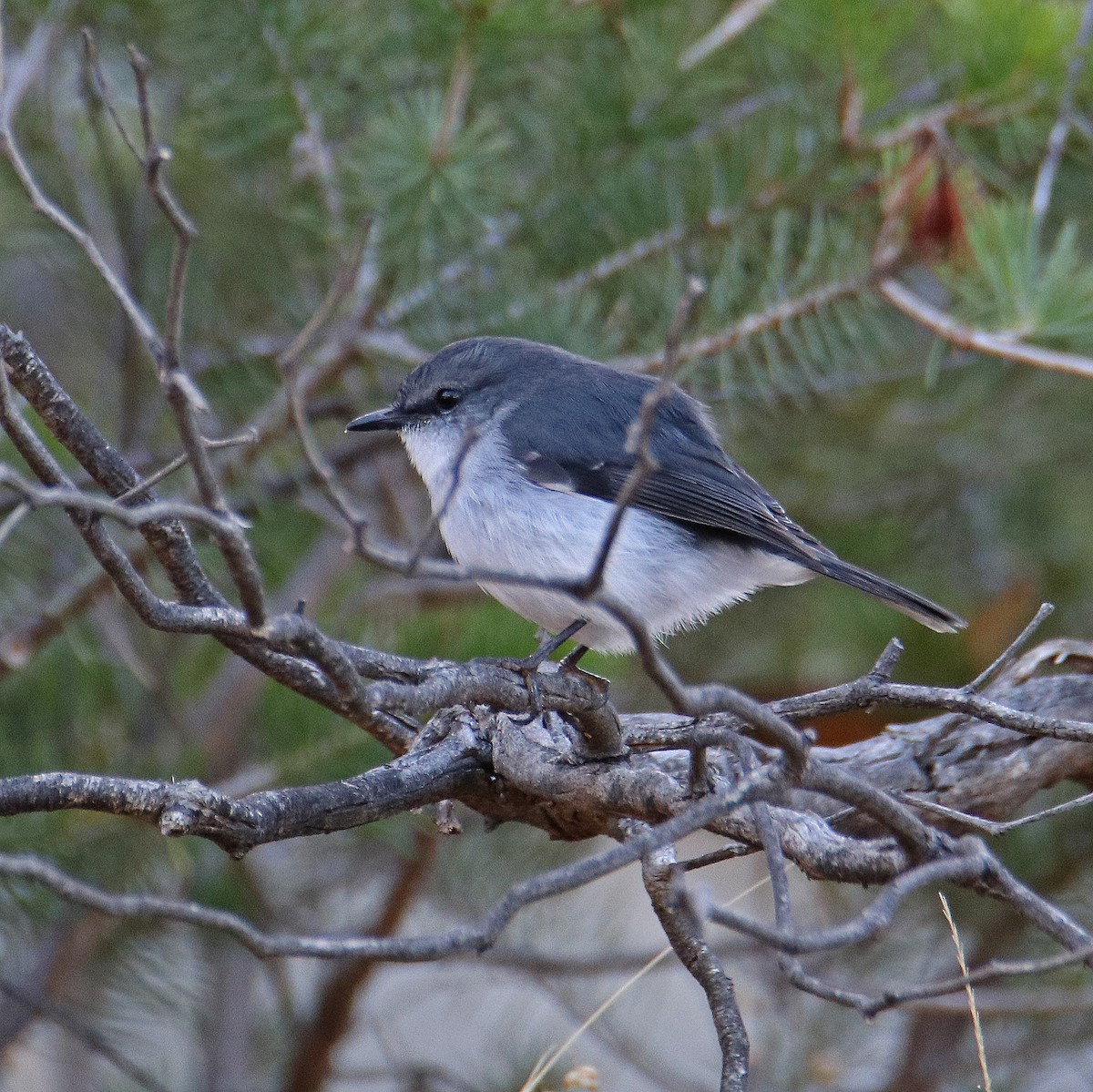 White-breasted Robin - ML152460141