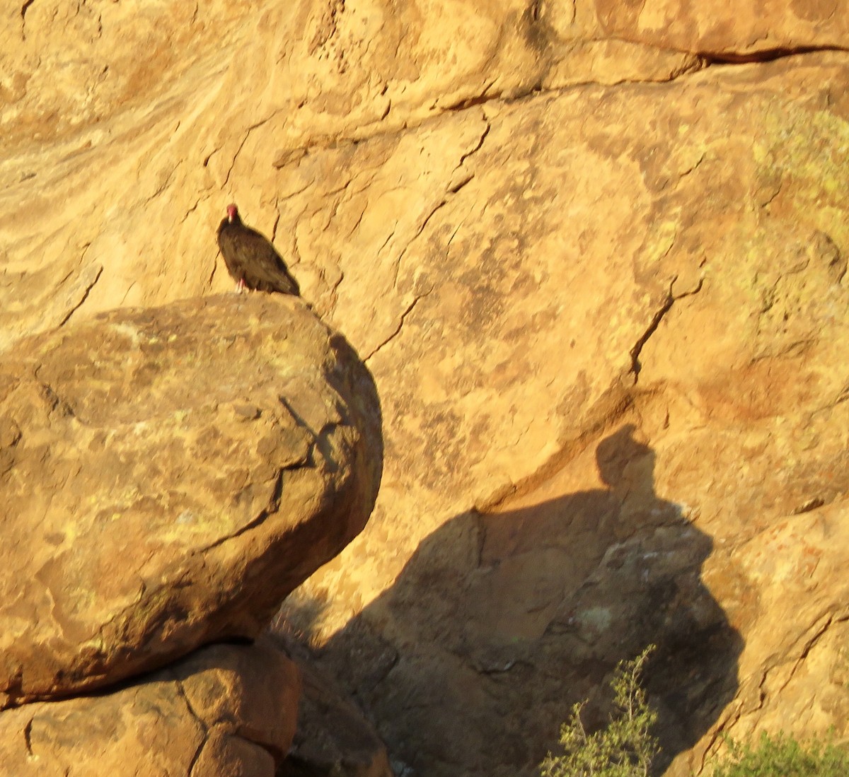 Turkey Vulture - ML152460571