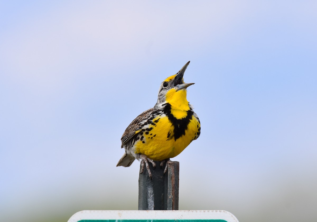 Western Meadowlark - ML152460701