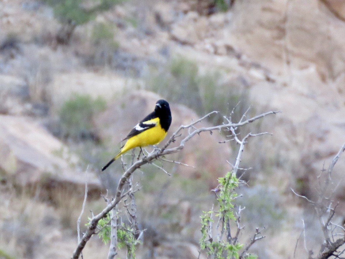 Scott's Oriole - ML152460731
