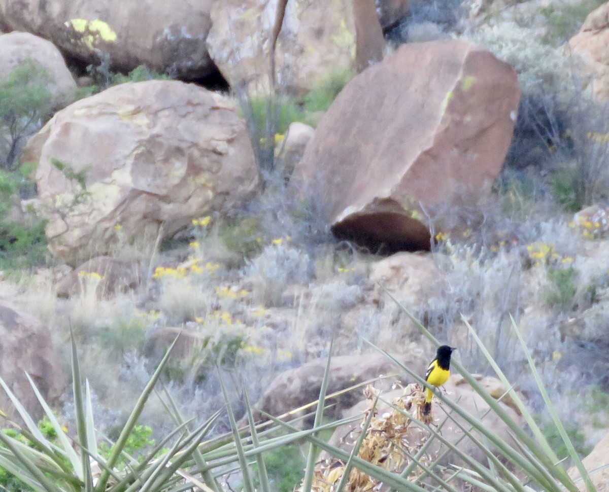 Scott's Oriole - ML152460781