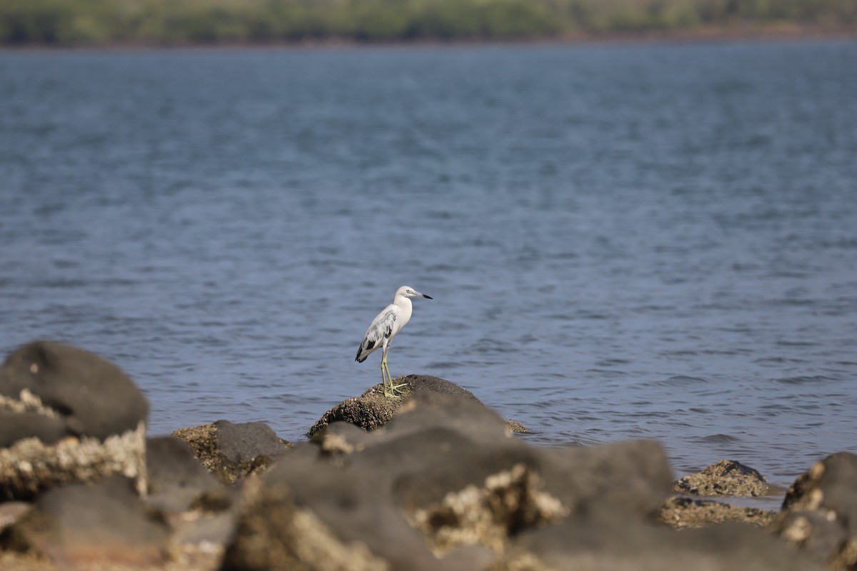 Little Blue Heron - Luis Jose Kafie