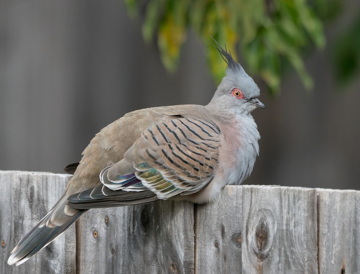 Crested Pigeon - ML152463531