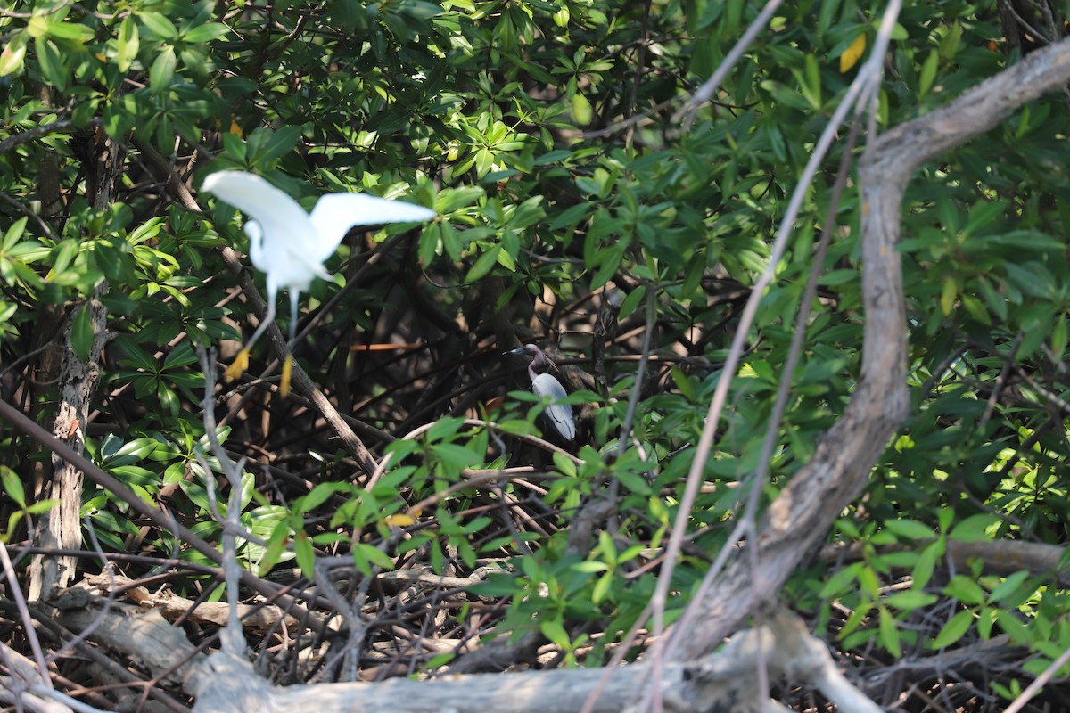 Little Blue Heron - ML152464101