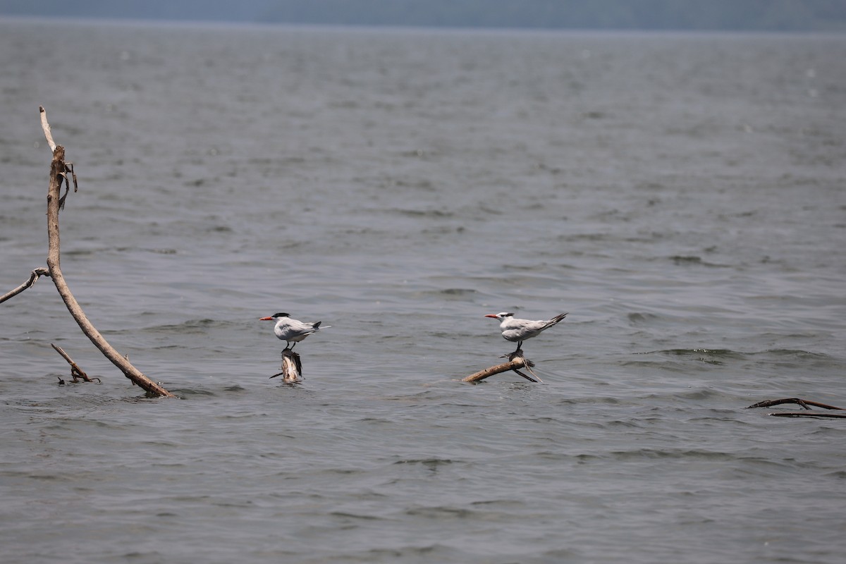 Royal Tern - ML152465571