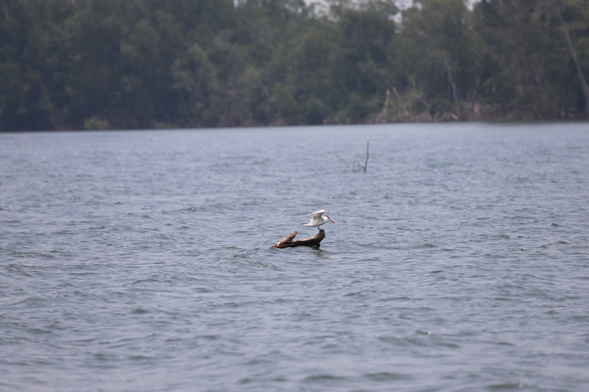 Royal Tern - Luis Jose Kafie