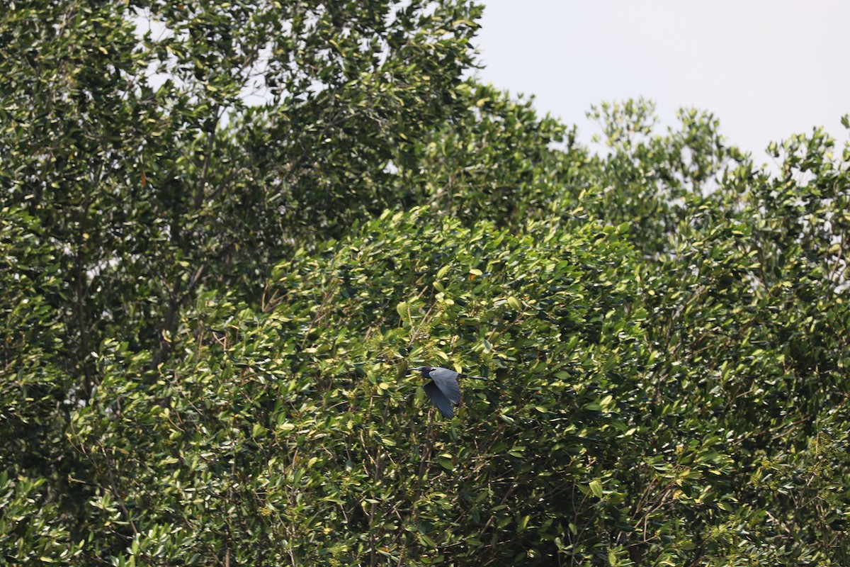 Little Blue Heron - ML152465691