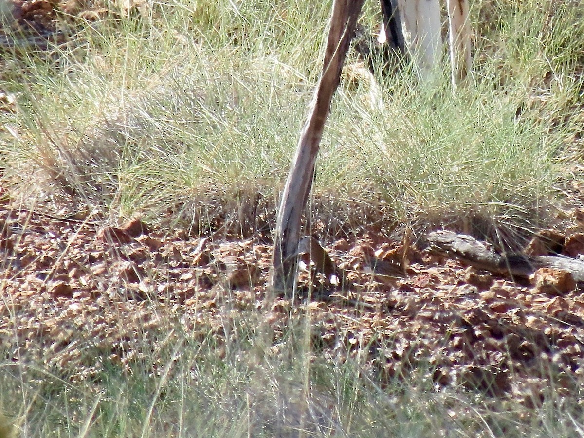 Carpentarian Grasswren - ML152466251