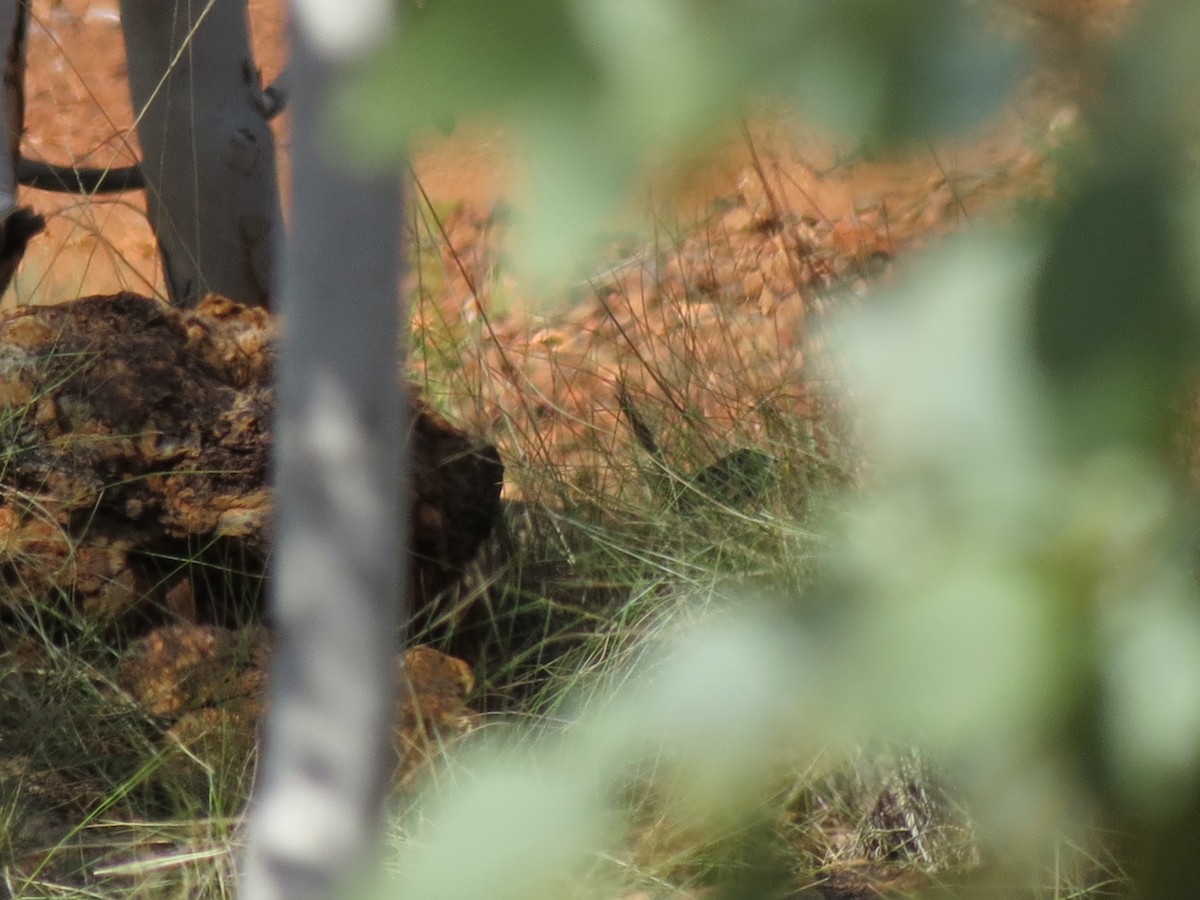 Carpentarian Grasswren - ML152466301