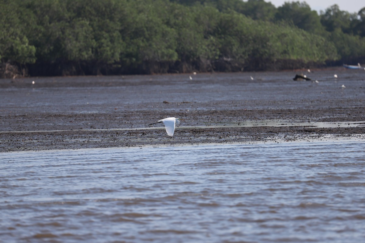 Great Egret - Luis Jose Kafie