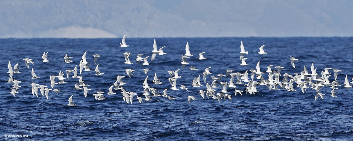 Bonaparte's Gull - ML152467091