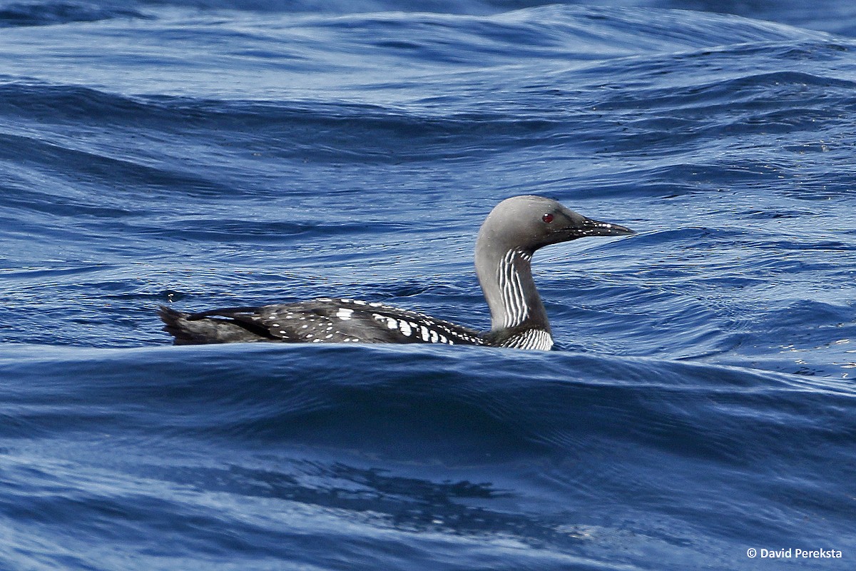 Pacific Loon - ML152467771