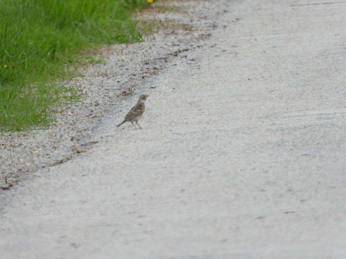 Horned Lark - ML152470371