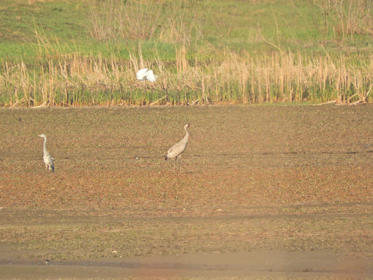 Common Crane - Василий Калиниченко