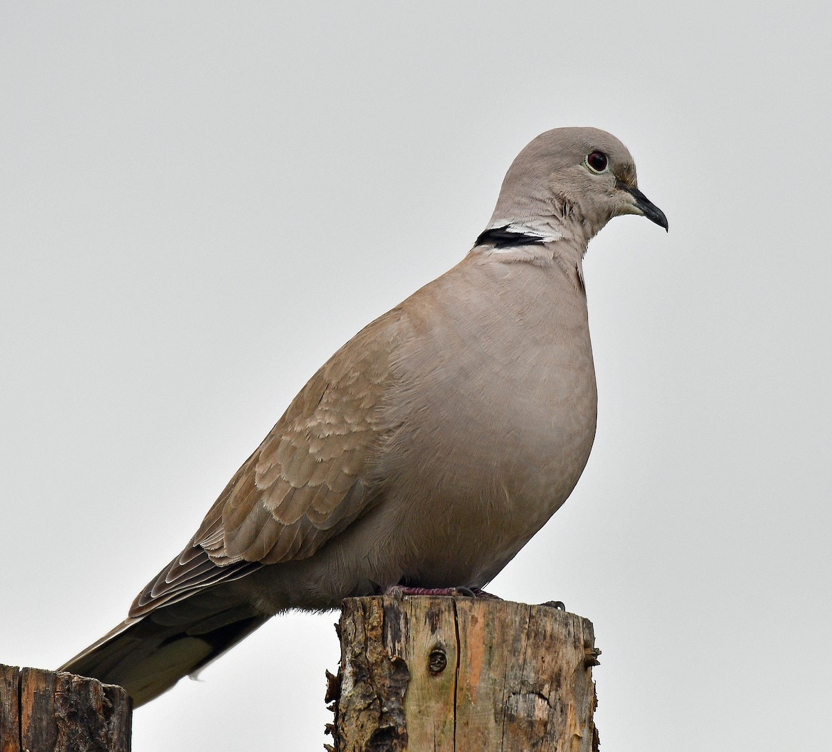 Eurasian Collared-Dove - Alison Davies