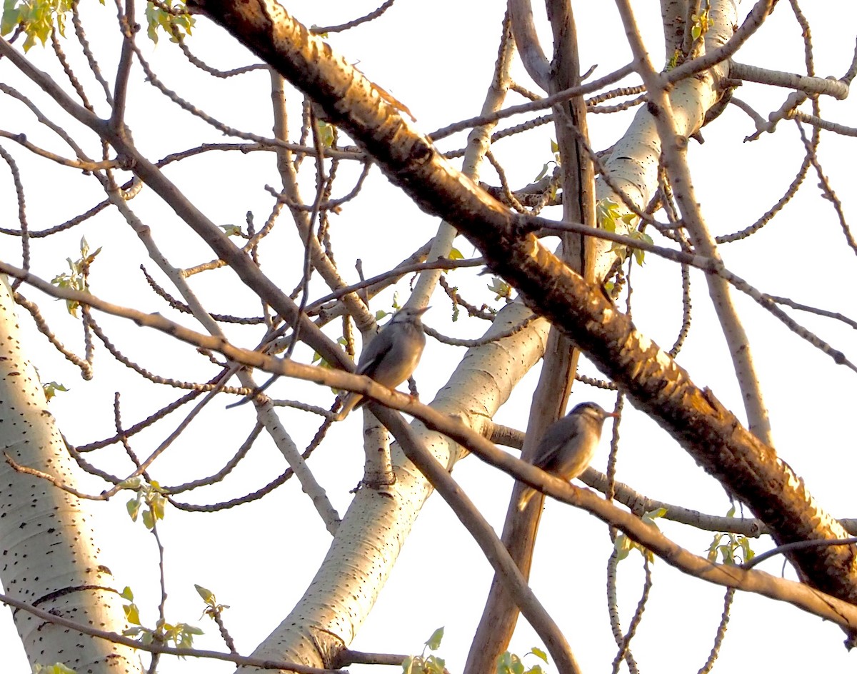 White-cheeked Starling - Will Morris