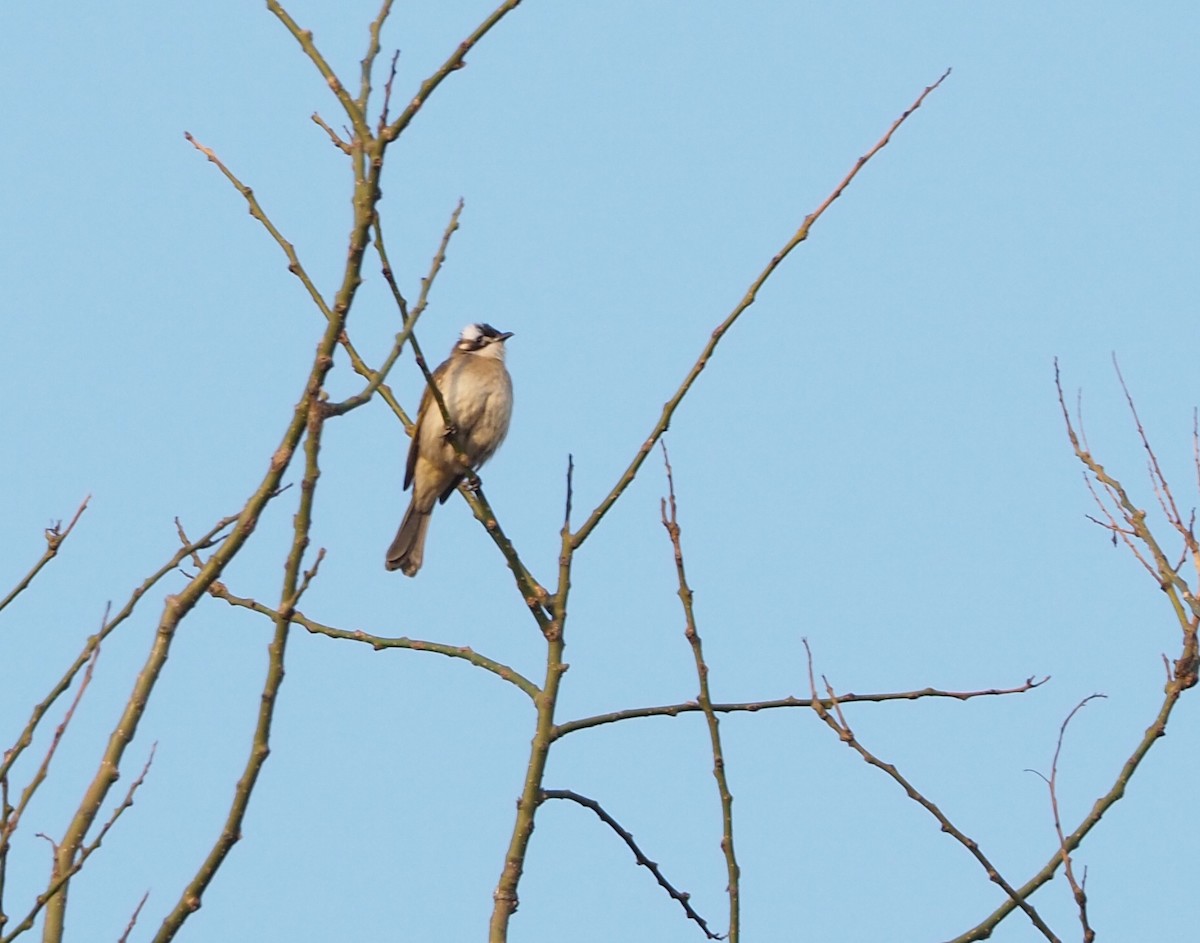 Light-vented Bulbul (sinensis) - ML152471231