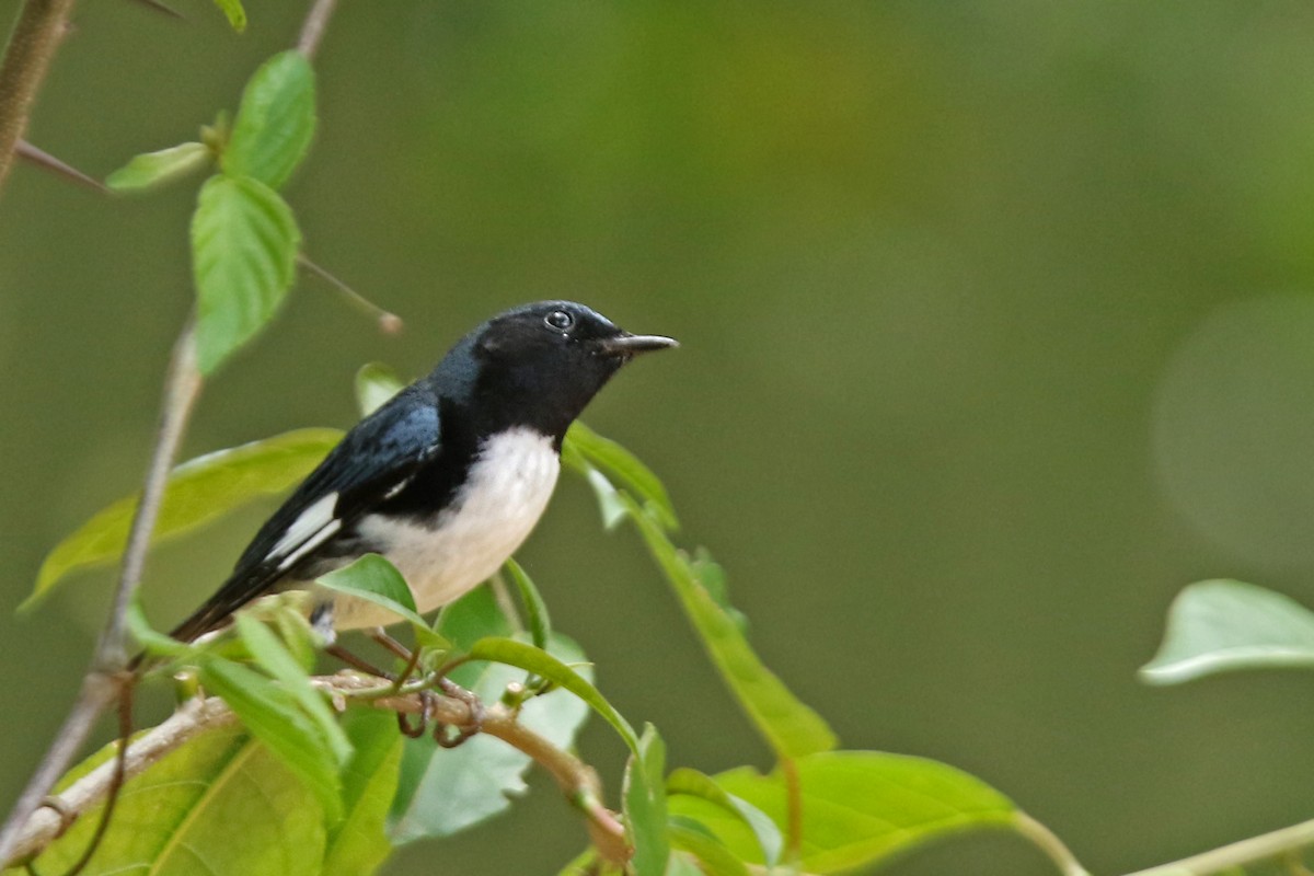 Black-throated Blue Warbler - ML152472201