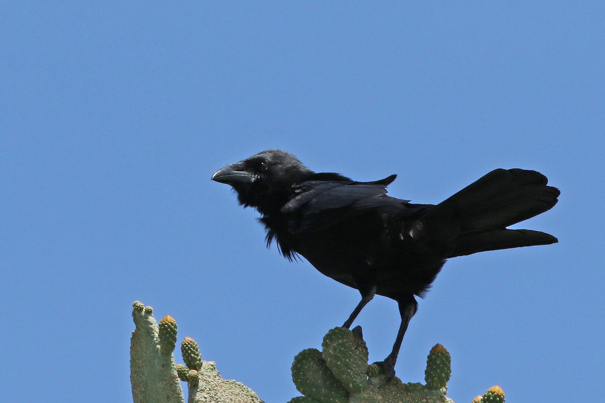 Hispaniolan Palm-Crow - Volker Hesse