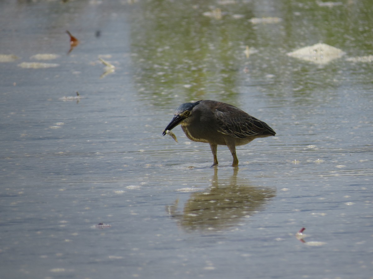 Striated Heron - ML152472521