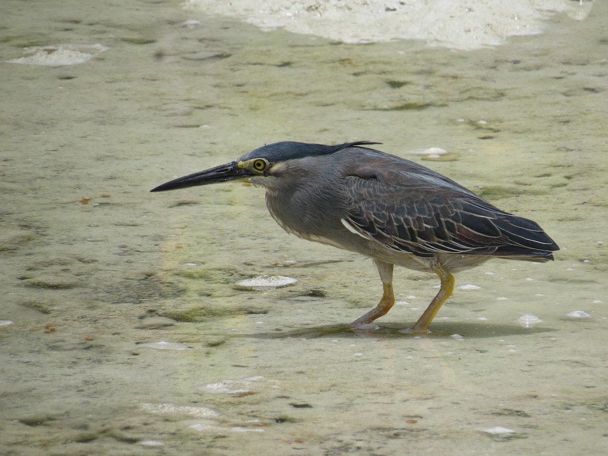 Striated Heron - ML152472551