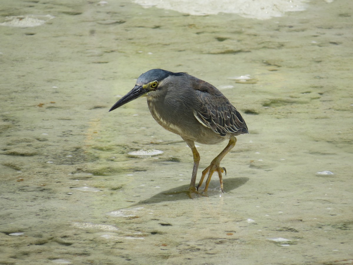 Striated Heron - ML152472581