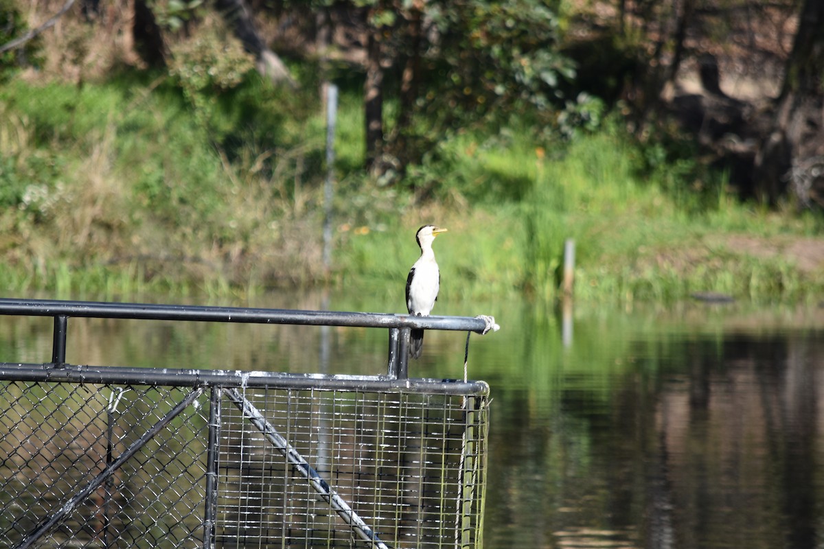 Little Pied Cormorant - ML152473141