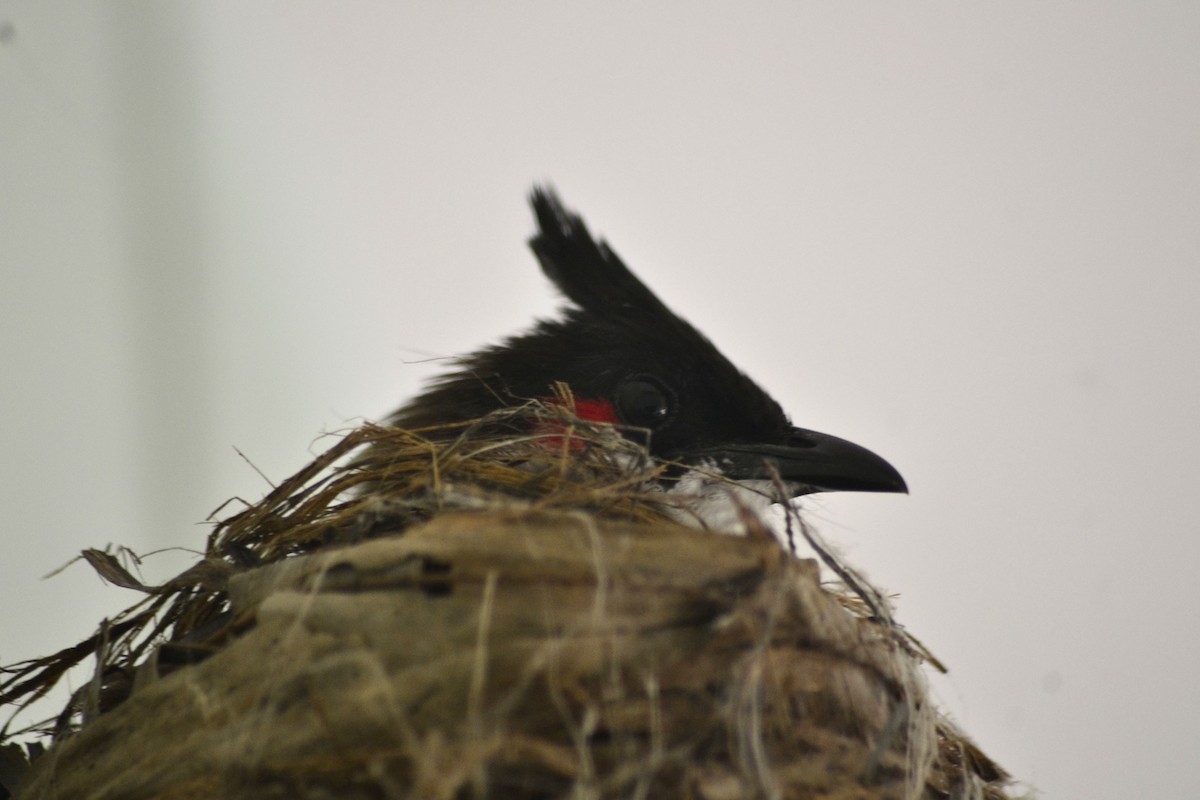 Red-whiskered Bulbul - ML152473781