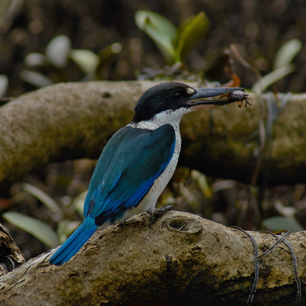 Torresian Kingfisher - ML152474311