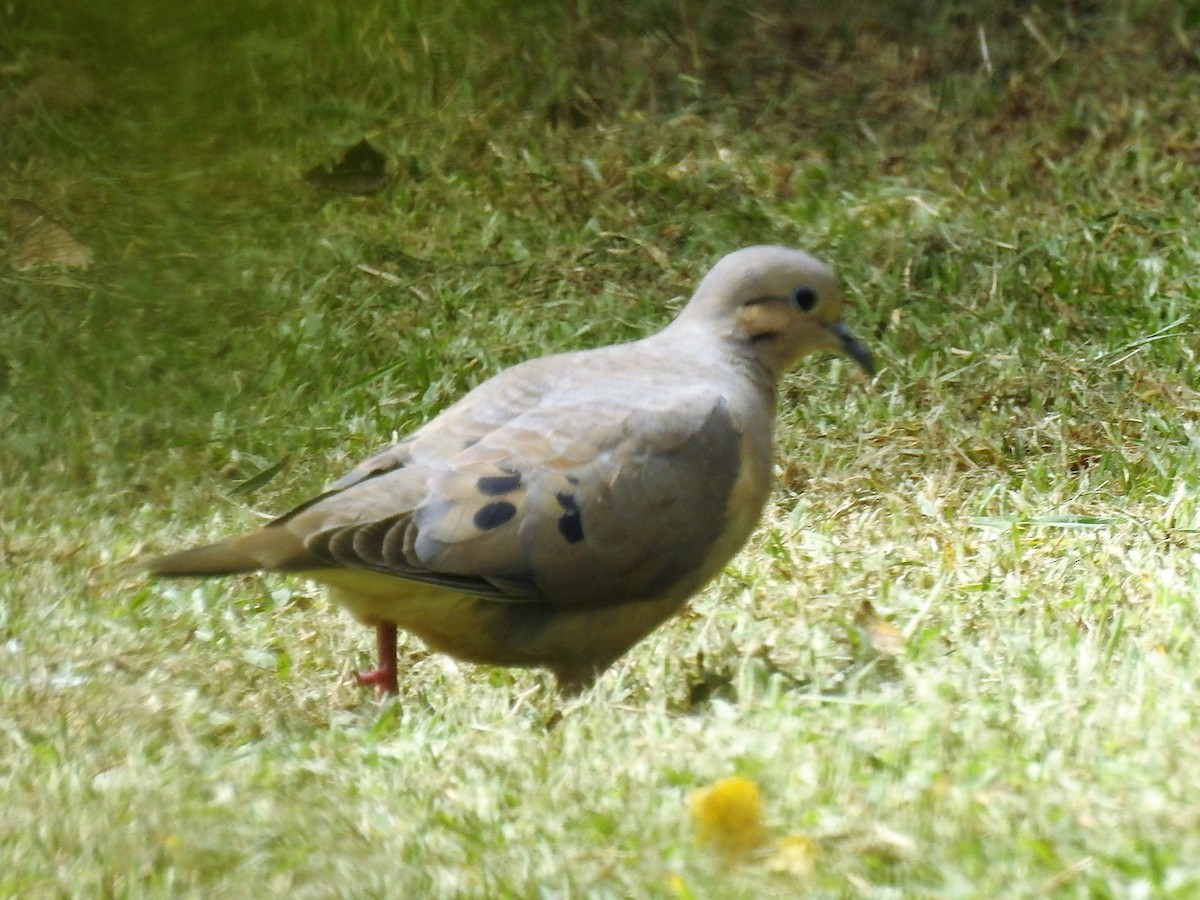 Eared Dove - ML152474781