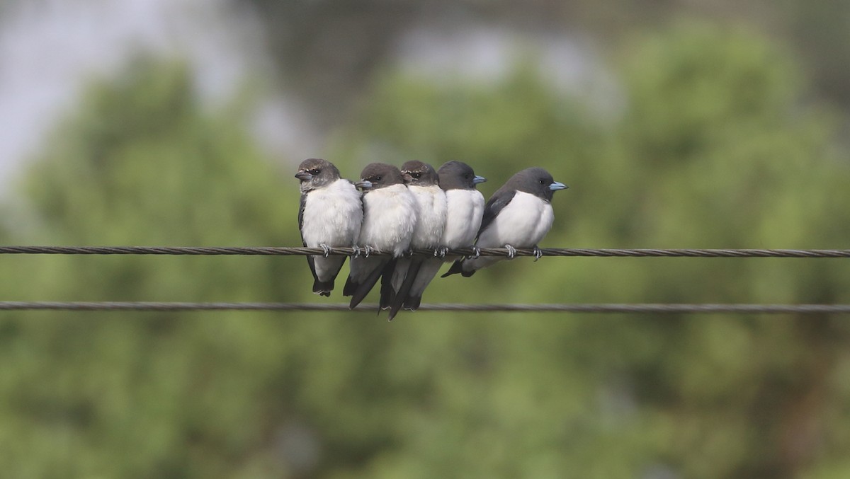 White-breasted Woodswallow - ML152474851