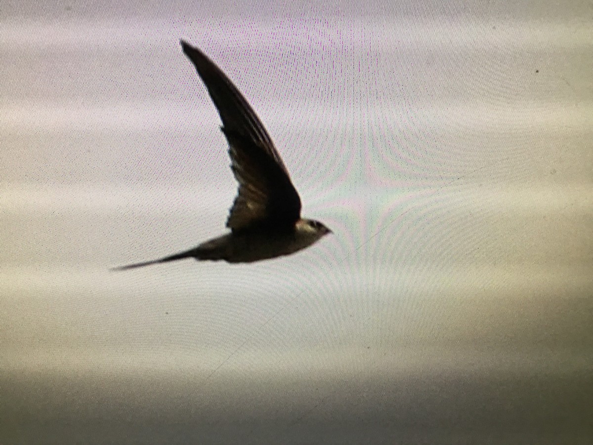 Asian Palm Swift - ML152475731